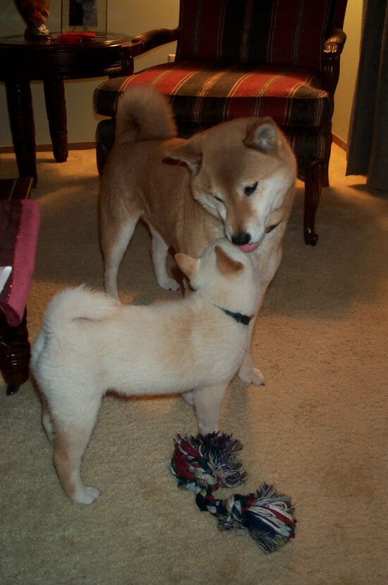 爱游戏网址登录-APEX英雄 冠军争夺进入关键阶段,apex冠军版有英雄了会便宜吗