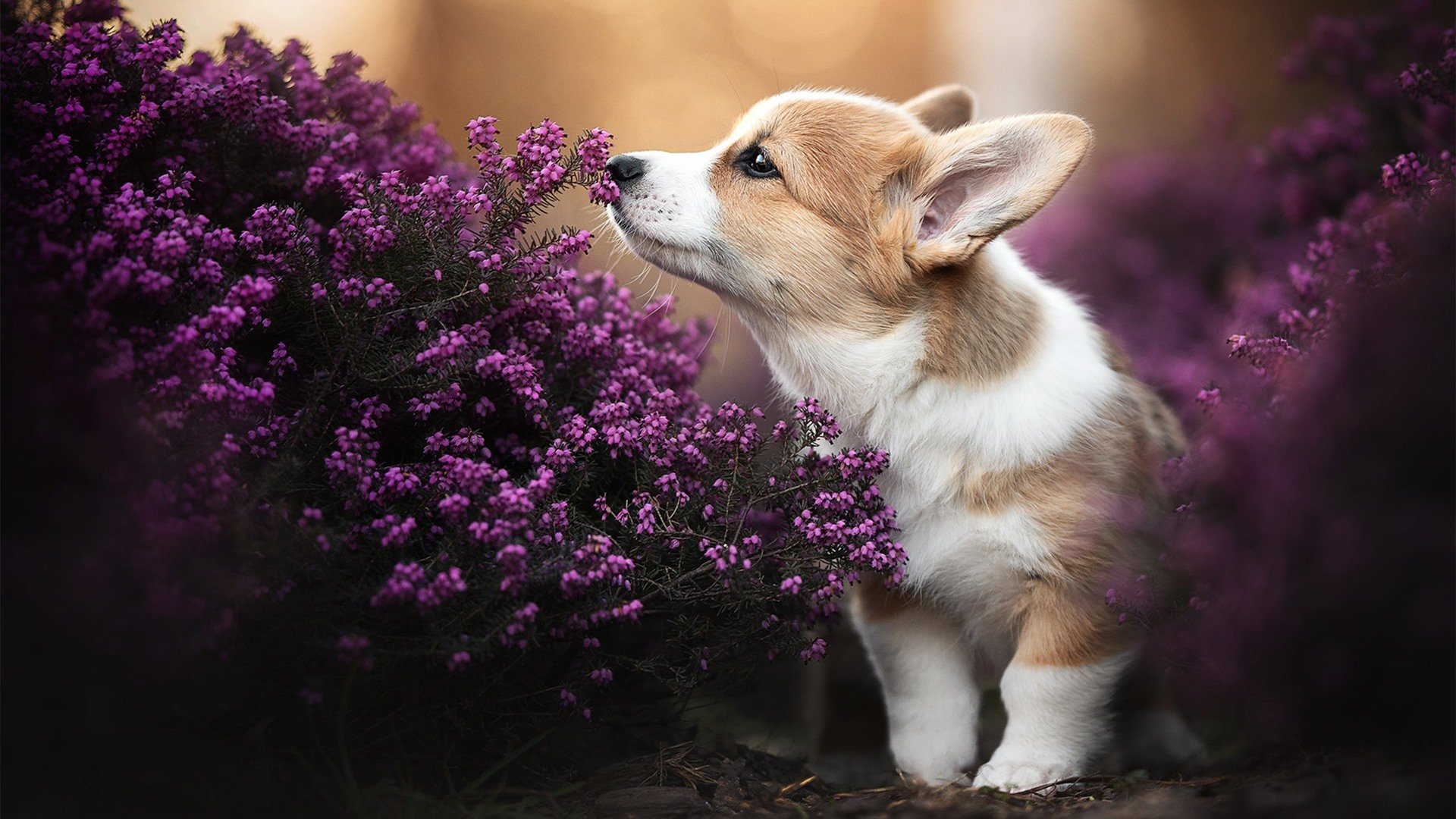 爱游戏电竞同步-APEX英雄 战队默契配合提升,apex战队nkr