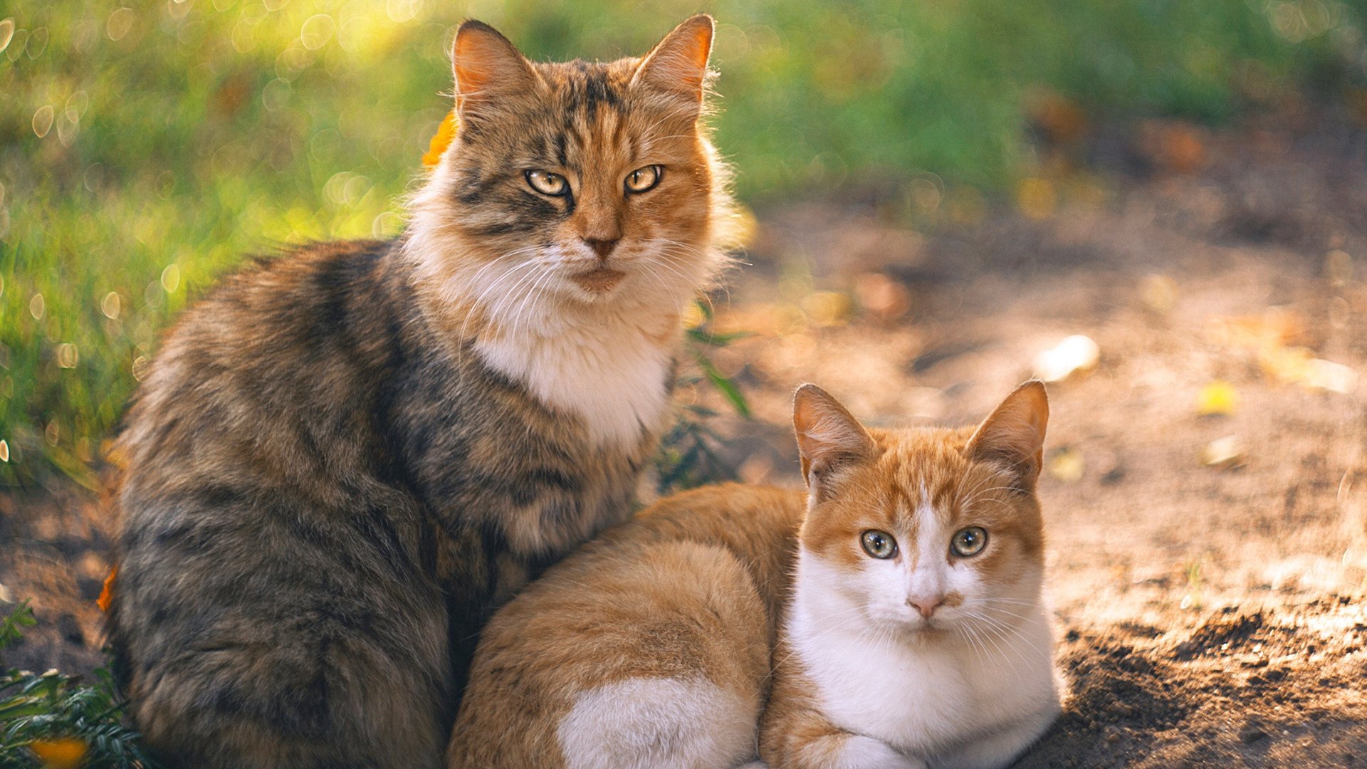 爱游戏 ayx 中国官方网站-APEX英雄 新星选手崛起备受期待,apex l星