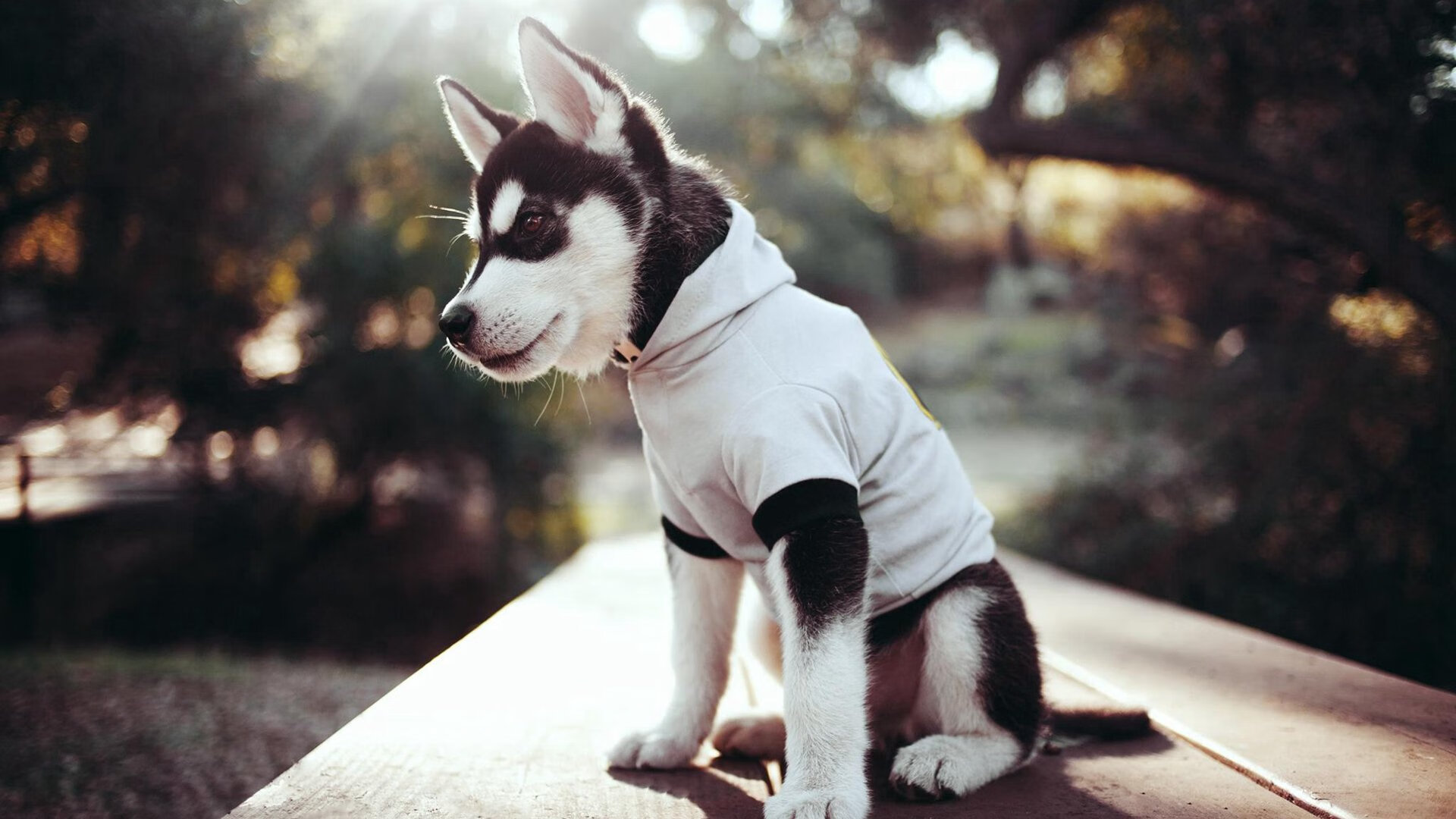 爱游戏官网首页-_体育科技创新:智能装备助力运动员突破_,智能化体育器材