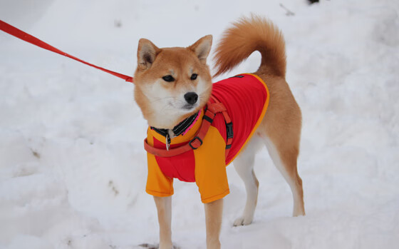 爱游戏电竞下载-_冰雪雕塑与体育互动节:艺术与运动的奇妙邂逅_,冰雪雕塑作品分析