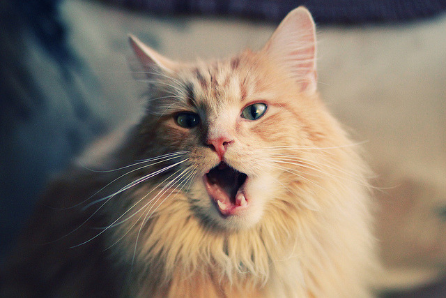 爱游戏智能体验-【亚伦·诺拉的全能表现】投打皆精彩助球队获胜,诺拉 艾伦